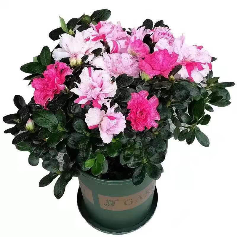 世纪曙光带花苞(店长) 20-25冠幅