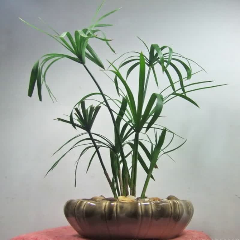 水竹旱伞草水生植鱼池塘造景绿化客厅庭院阳台净化水质盆栽风车草