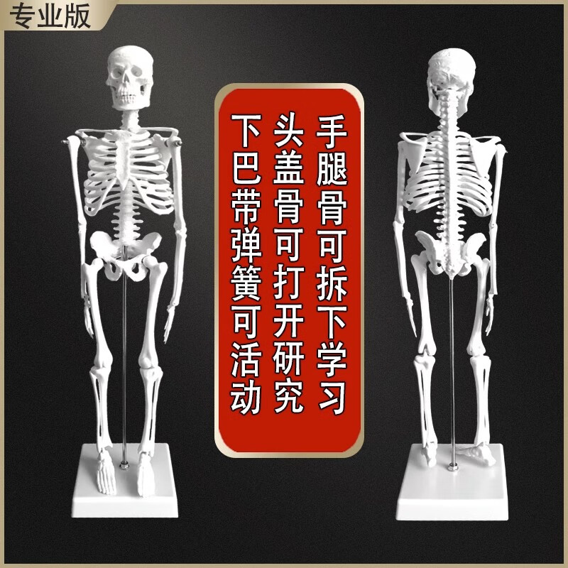 腰椎膝关节骨架骨盆神经可拆卸结构图肩颈 45厘米骨骼升级加宽底座]