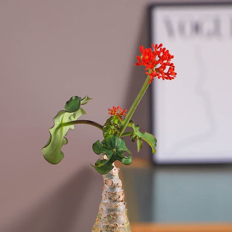 澳颜莱佛肚海棠盆栽大肚红花块根植物四季开花阳台庭院净化空气绿植