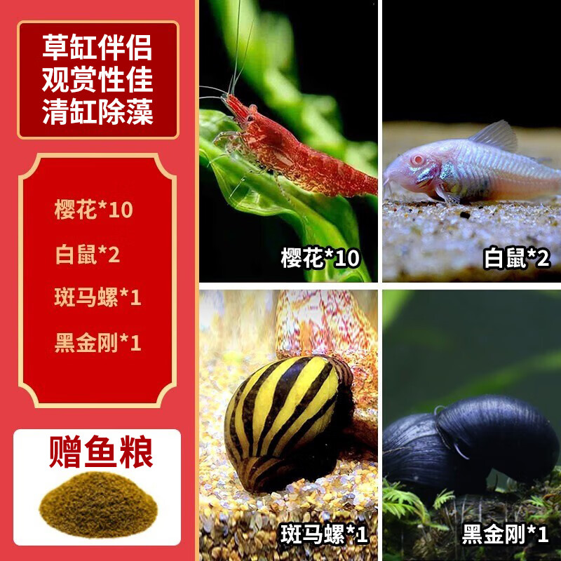 卡奇鱼 观赏虾 活体淡水 米虾 工具清洁虾 宠物虾 黑壳虾除丝藻褐藻