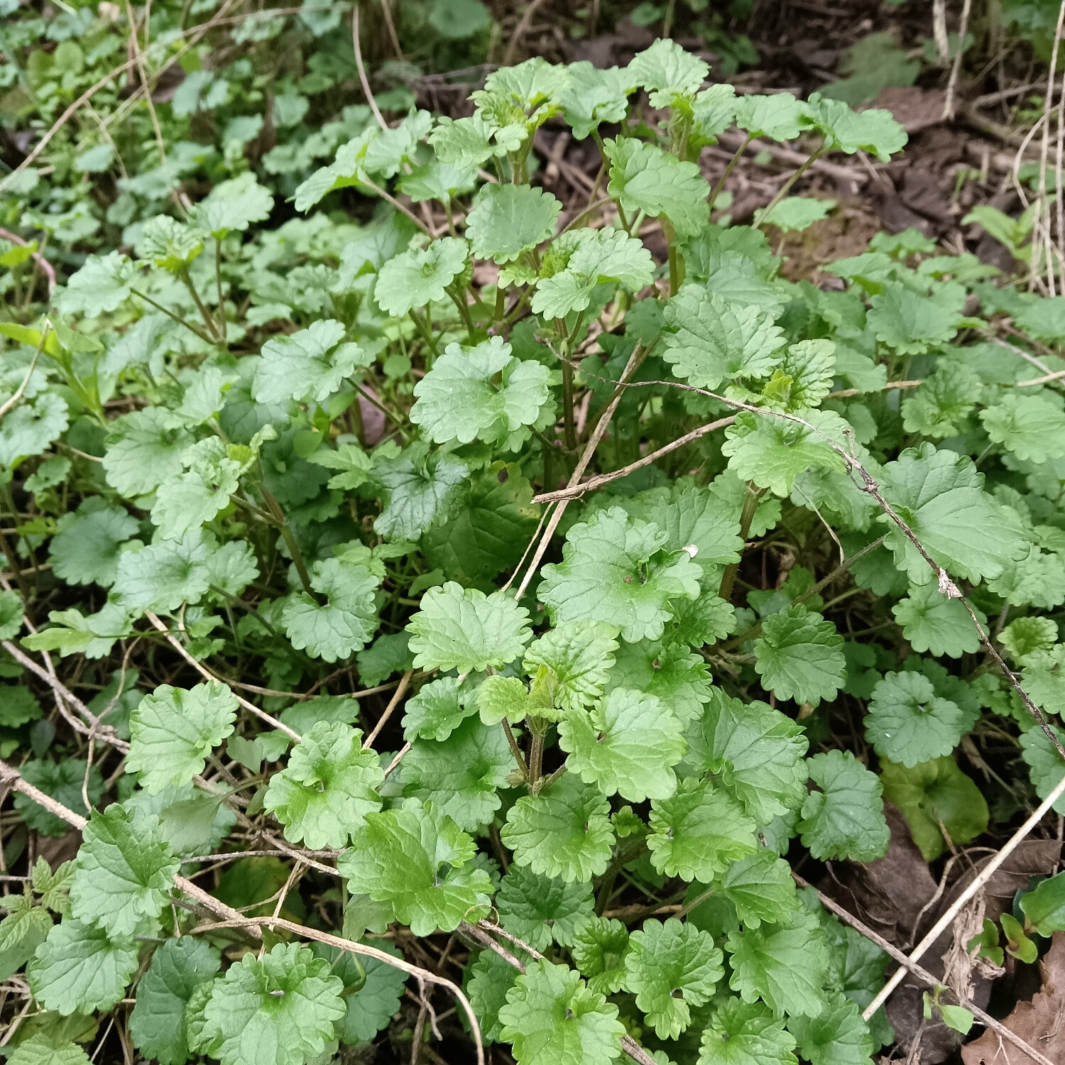 连钱草透骨消活血丹草药白透骨消大透骨消通耳草现采鲜货野生 野生种苗20株