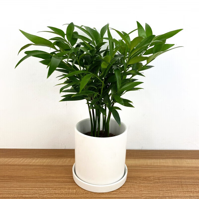 蝴蝶之舞 竹柏绿植办公桌阳台室内绿植盆栽 四季常青观叶植物长寿竹柏