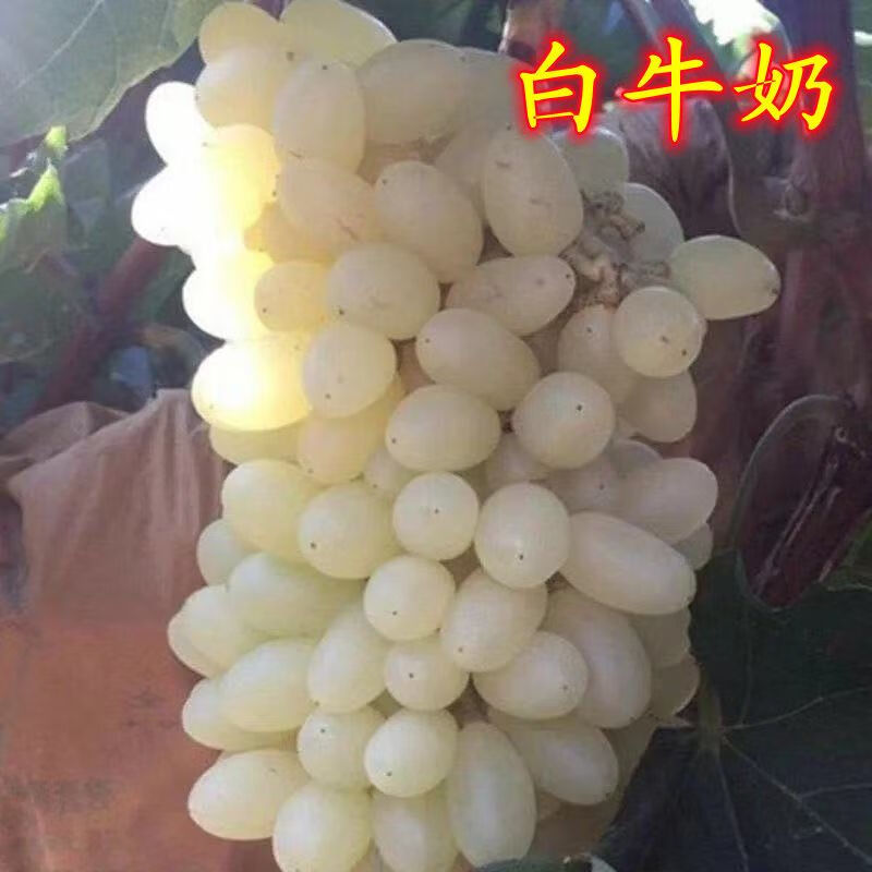 葡萄新品种:白牛奶葡萄苗:白牛奶葡萄树苗:宣化葡萄苗:当年结果 2年苗
