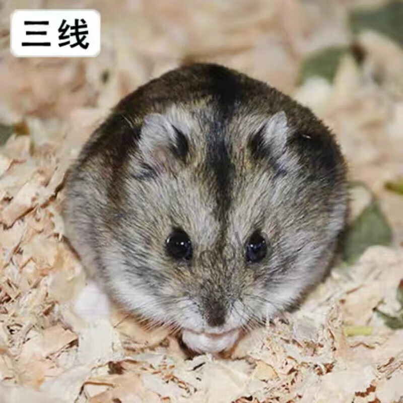 活体宠物家养小仓鼠活物已打疫苗不咬人银狐布丁三线紫仓活体宠物