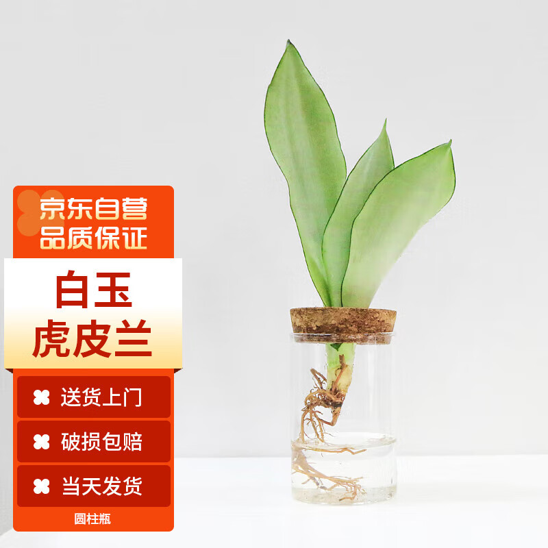 墨一 水培水养白玉兰虎皮兰圆柱瓶小盆栽好养易活 圆柱瓶白玉虎皮兰