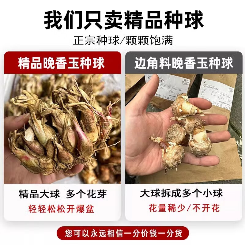 多头重瓣晚香玉种球开花香夜来香庭院室内外阳台盆栽球根花卉植物 粉色【小球6-10芽】+专用肥 5-15cm