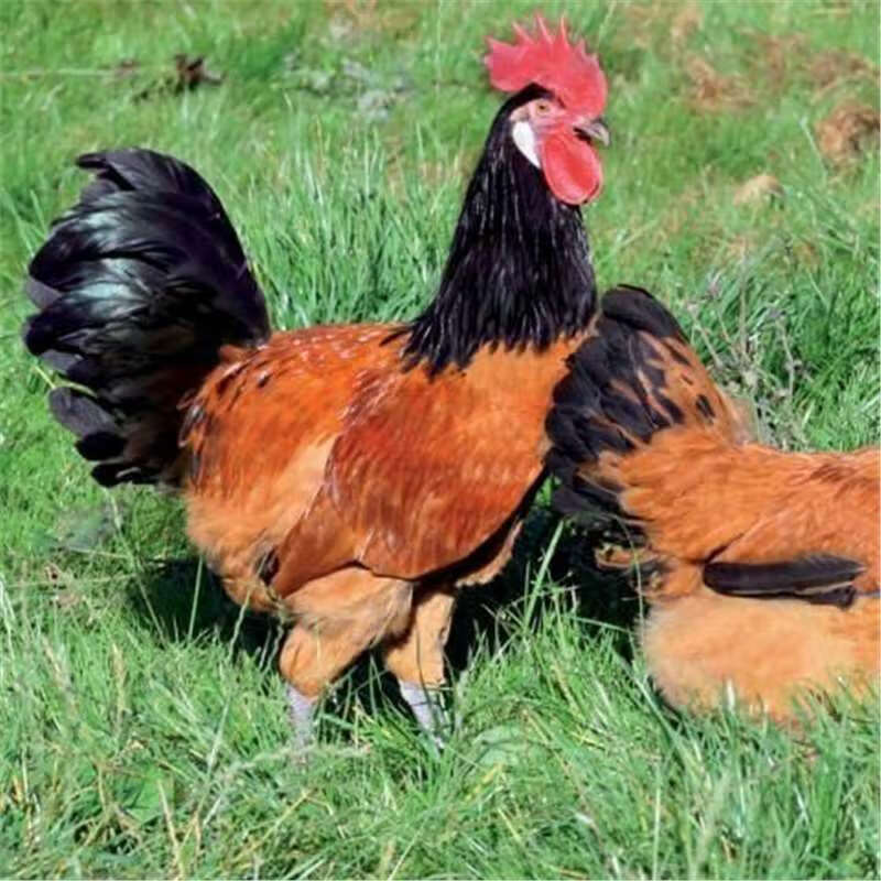 【10枚】红色两头乌观赏鸡黑色两头乌黑白条纹两头乌受精蛋种蛋 1枚