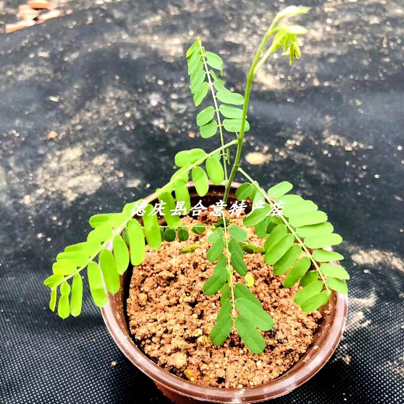 苗相思子树苗大黄草鸡母珠中草药绿植盆栽满3棵包 小苗(红) 带盆栽好