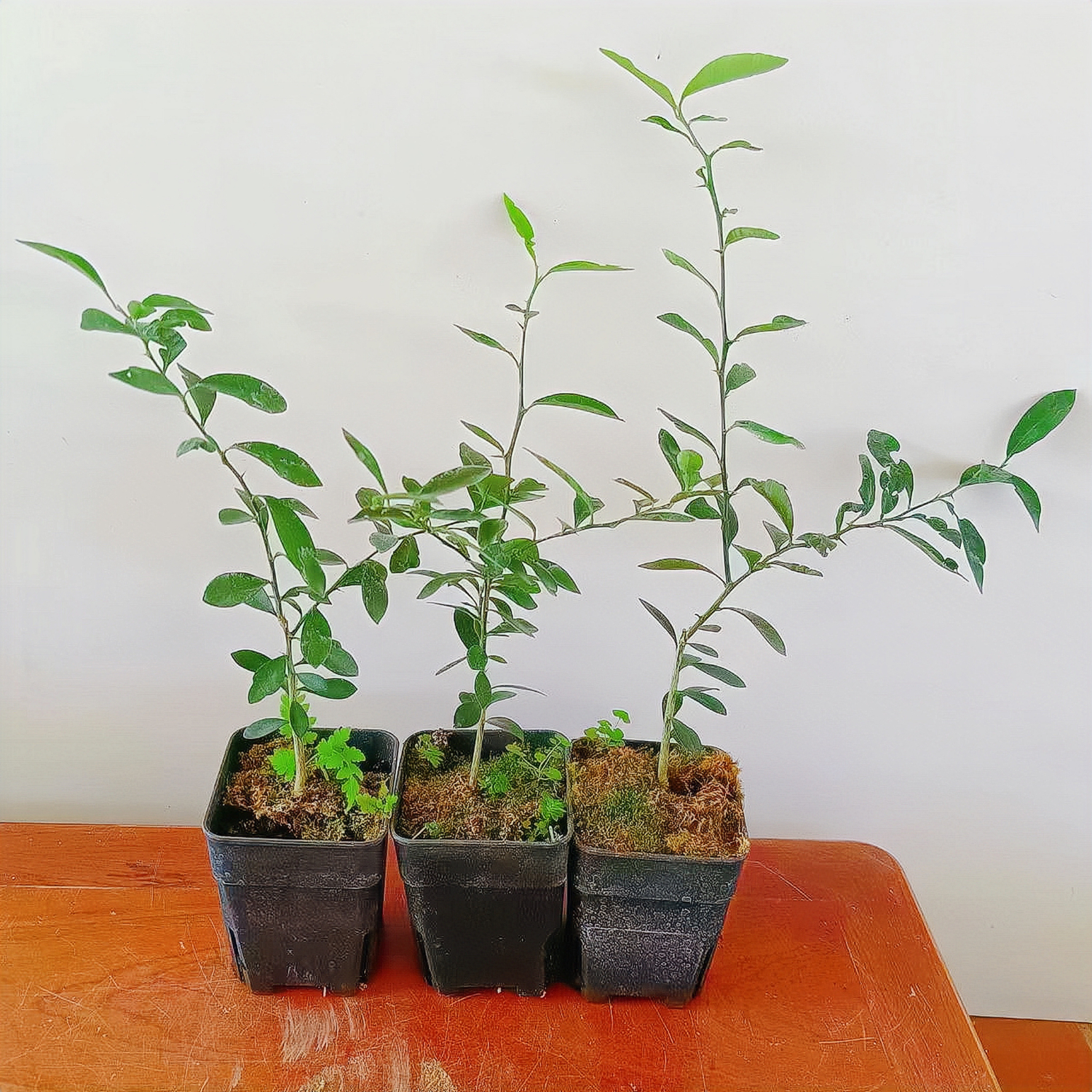 碧候兰园小金豆盆栽人工播种原生苗非嫁接盆景小金桔观果种植盆栽室内