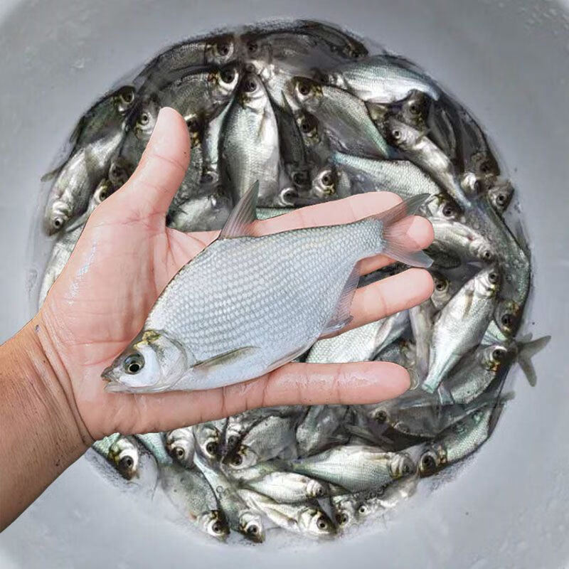 批发武昌鱼苗淡水草鳊活体养殖食用包邮食用好养活批发鲳鱼特大号鲜活