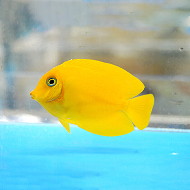 黄吊一字吊成幼鱼食苔倒吊类除藻吃藻观赏海水鱼海水缸秒颗粒 黄吊7