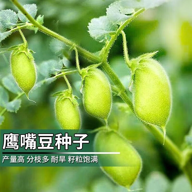 嫩荚回鹘豆嫩可食用养生豆籽春季简单易播 鹰嘴豆种子粒装彩包一包
