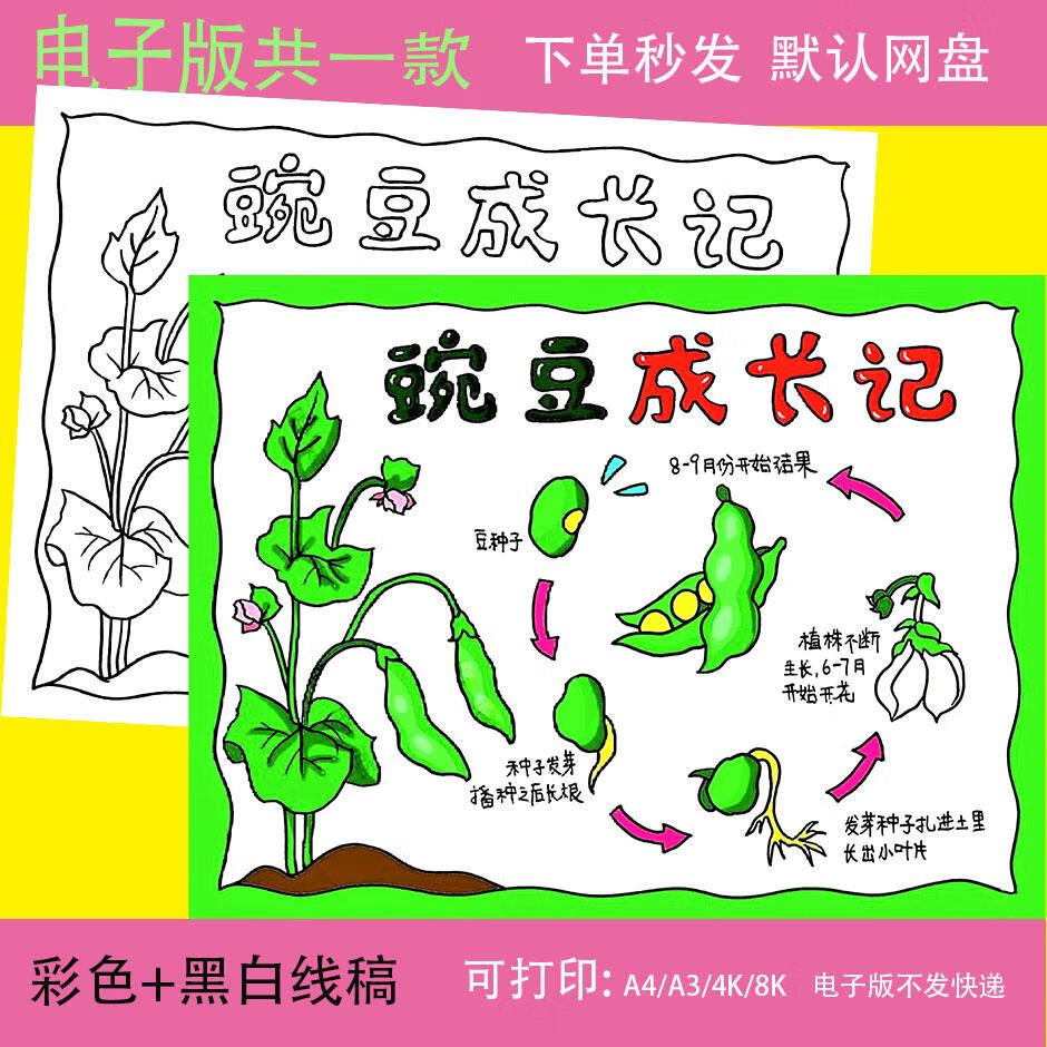 自然笔记豌豆成长记录手抄报线稿豌豆生长观察日记电子小报