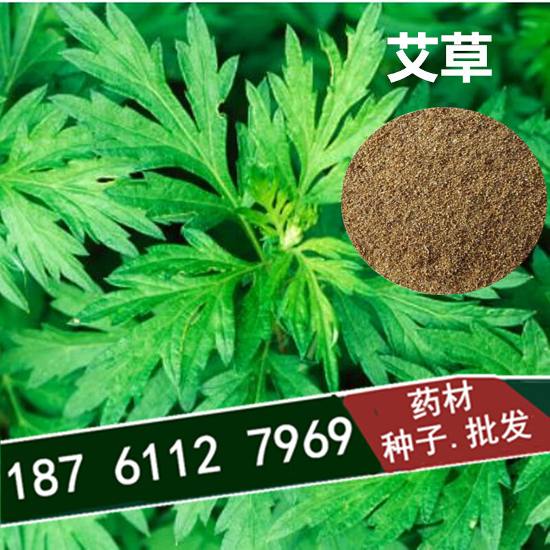 中药材种子食用苗草药种籽新采四季种植庭院土地药种子种类种苗 艾草