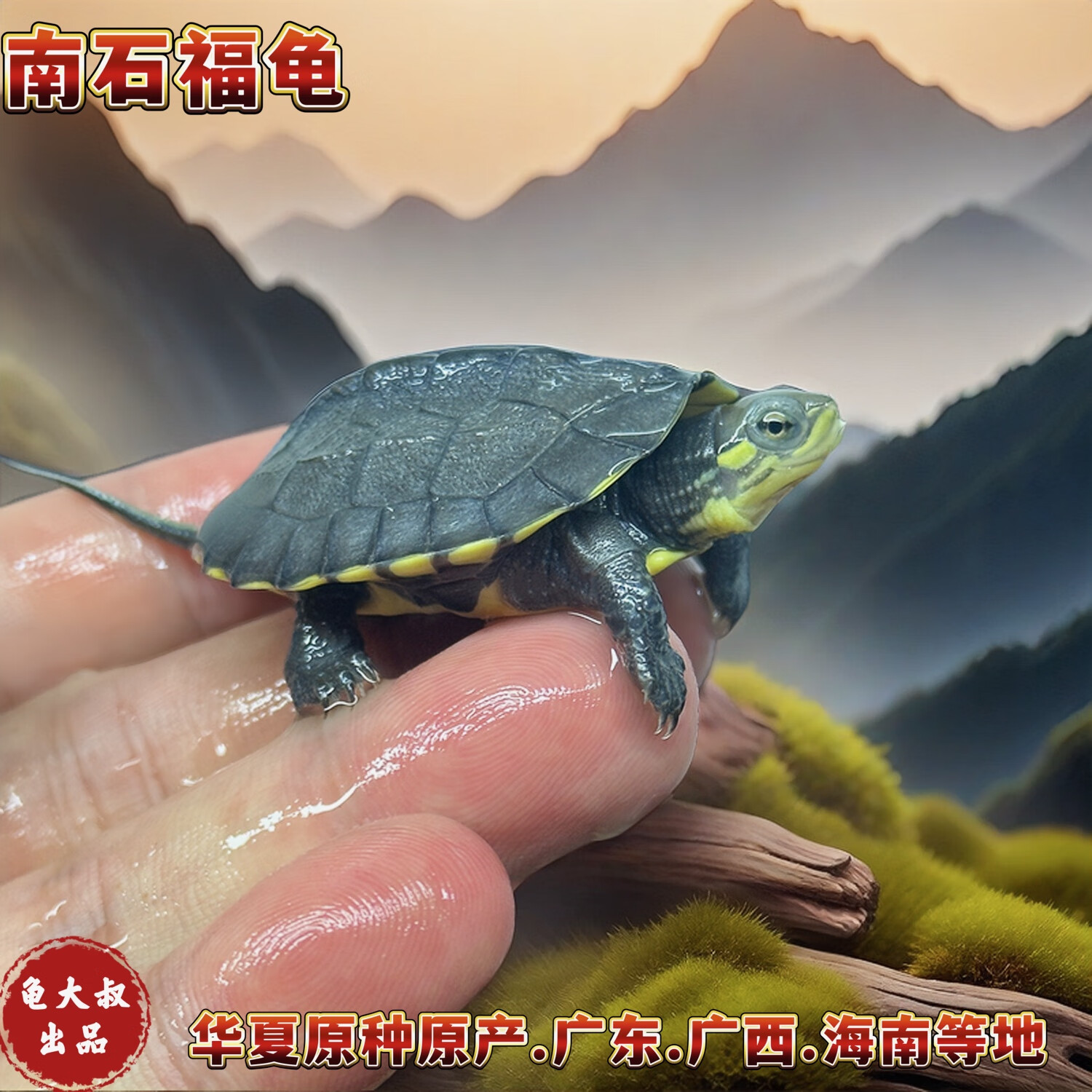 石龟宠物龟水龟招财活体亚巨龟庙龟安布龟黄缘龟萌宠 南石龟4-5cm大苗