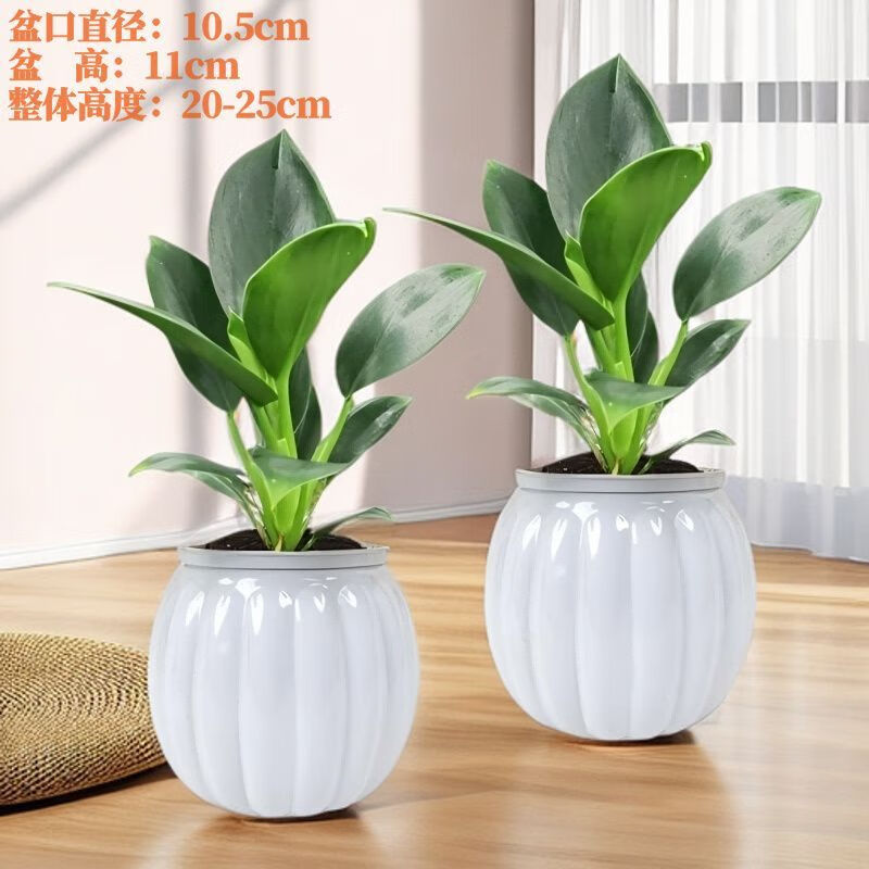 �����������ֲ�﹫����ȩ�������ڰ칫���ļ����ྻ�������������� ����������һ��һ��2����ɫ�Ϲ���ˮ��+2�������� ����߶�20-25/�����̹���