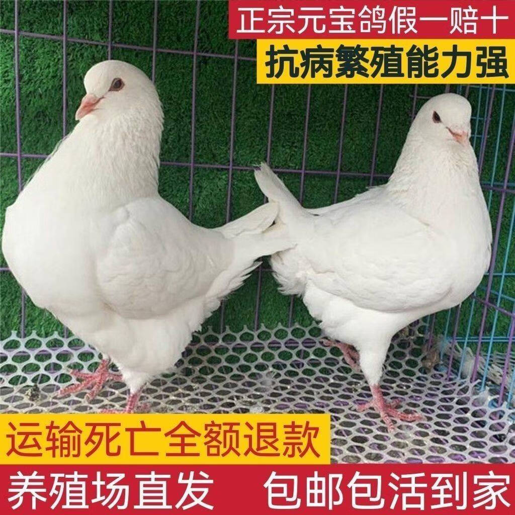 黎秋科元宝鸽正宗元宝鸽大体元宝鸽公斤鸽观赏鸽种鸽一对活物纯种