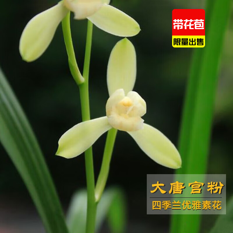 艾莹兰花苗 建兰大唐宫粉 高档素花现带花苞出售室内外好养花卉 2苗