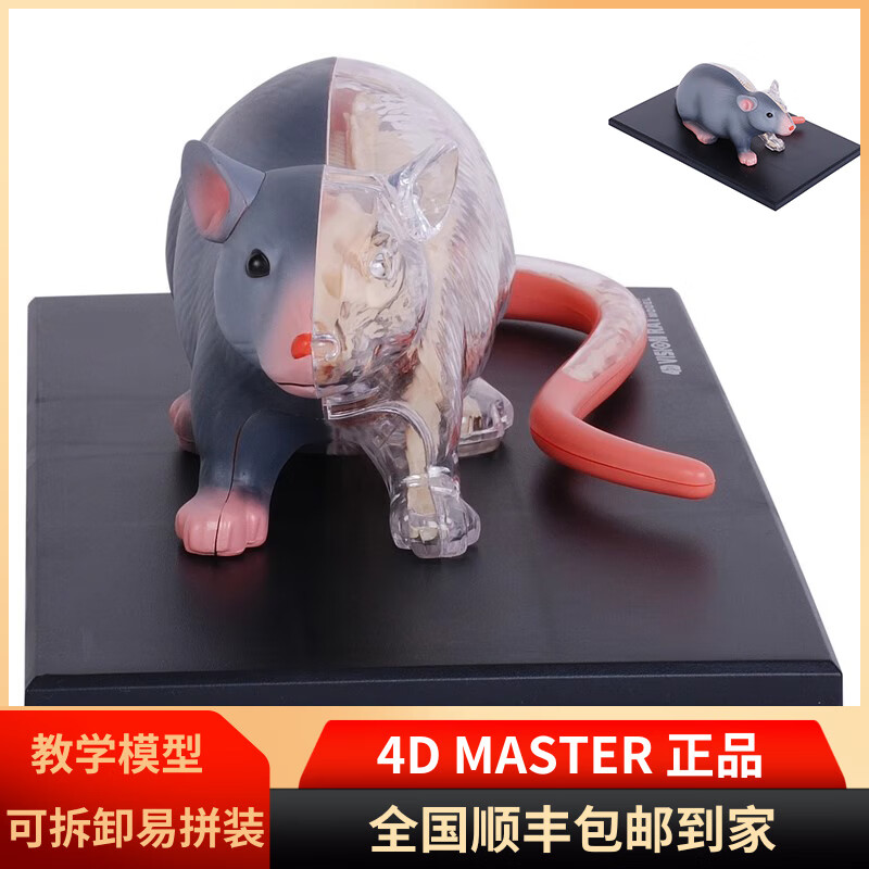 4d master灰老鼠器官解剖医学用教学模型科普拼装玩具仿真动物 灰老鼠
