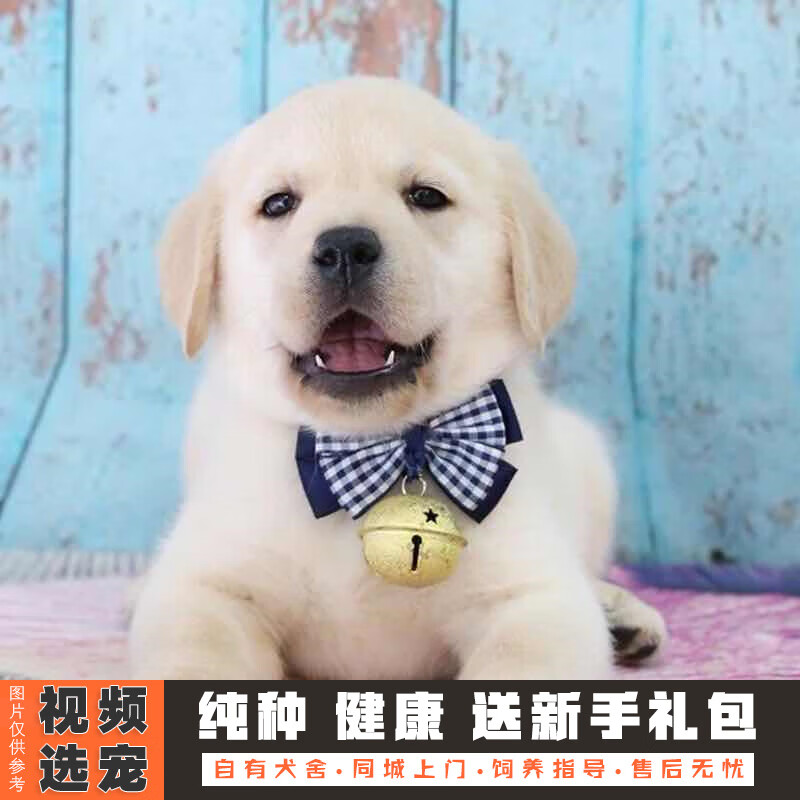 伊宠纯种拉布拉多幼犬宠物狗狗活体小狗活物幼崽 宠物级 公