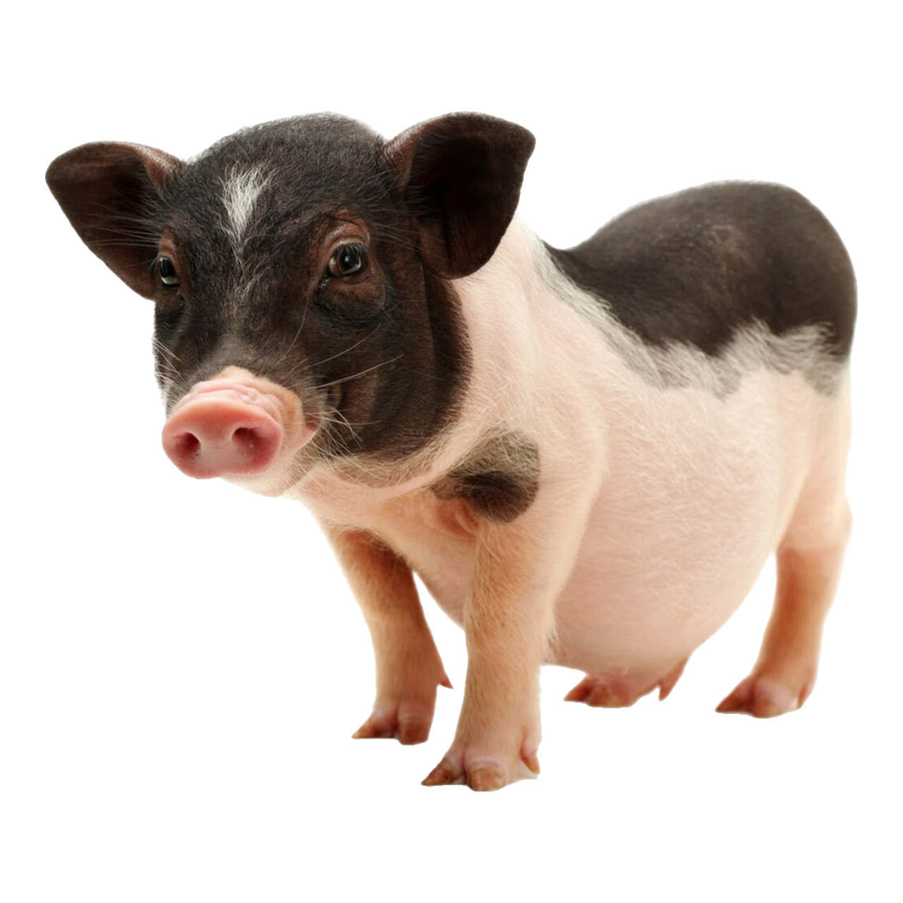 ĺ��С�� ������ͬ�� ����С������������ ̩��С������ĸ��    542Ԫ����С���� �˼�ֵ��