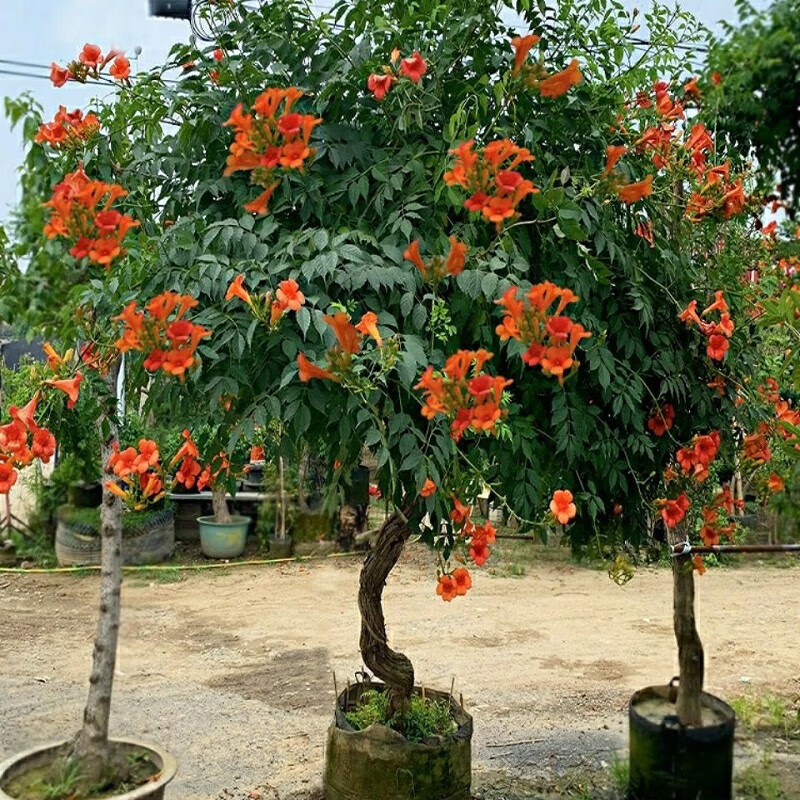 亦运林篆凌霄花苗爬藤植物美国凌霄大苗阳台庭院花卉多花紫藤 凌霄