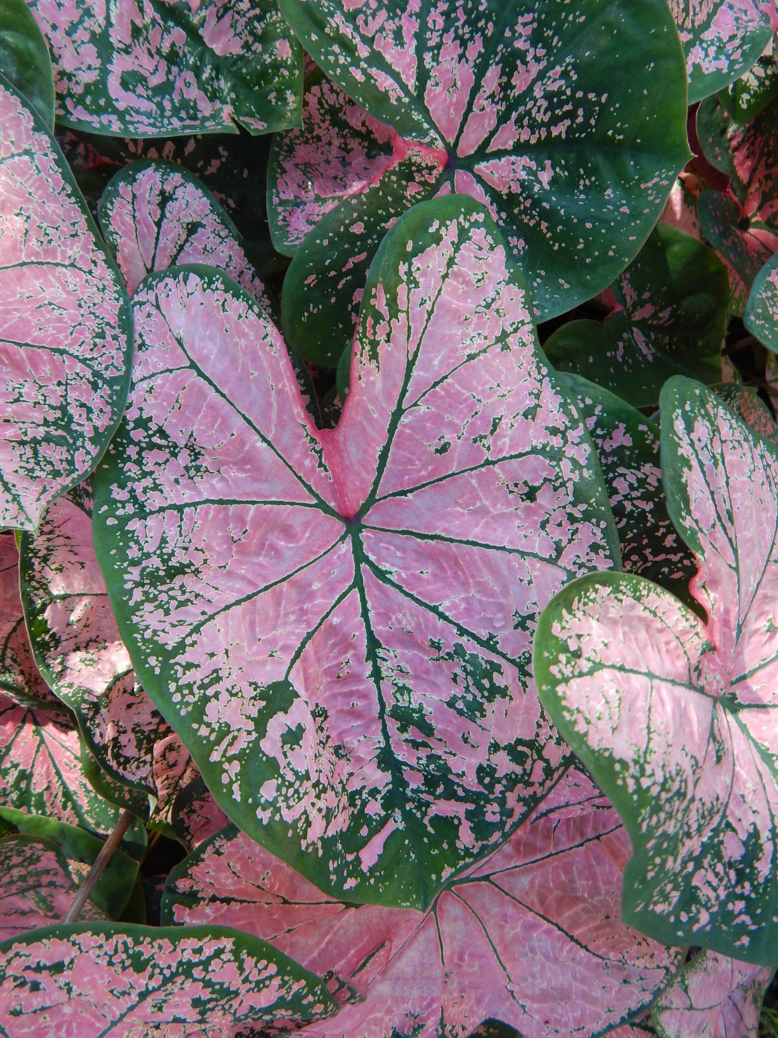 山头林村甜心彩叶芋种球白色恋人粉色飞溅多年生室内常绿观叶植物绿植