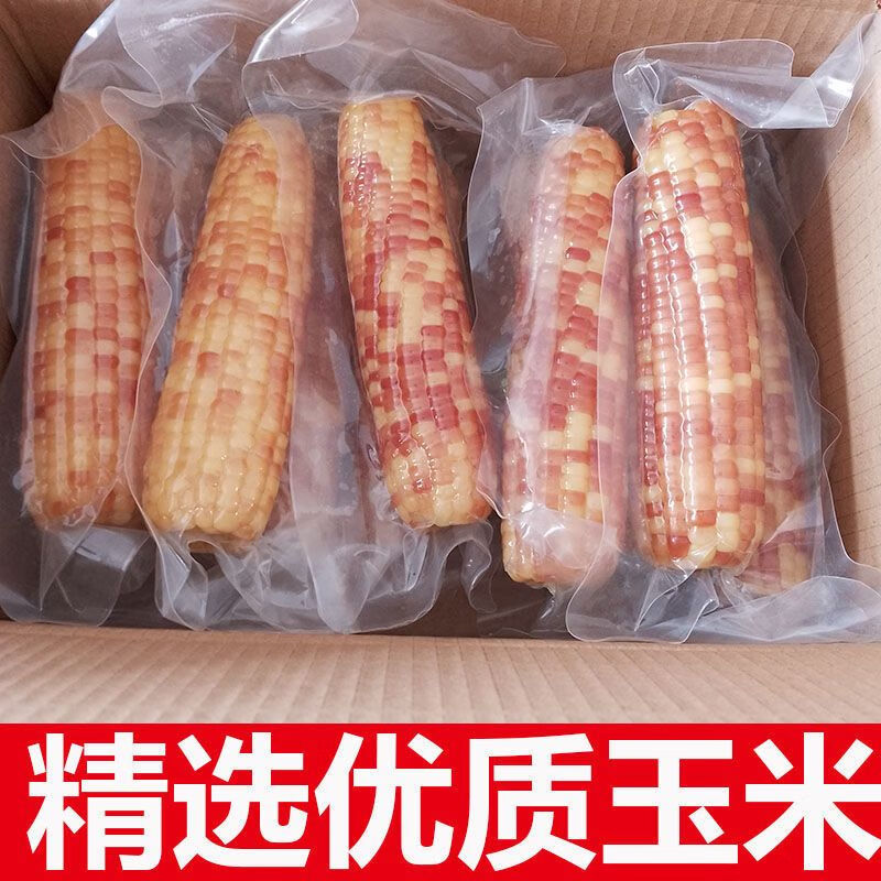 食芳溢10棒黑龙江省新鲜甜糯玉米东北特产昊伟农庄香甜软糯寒地黑土真空 10根