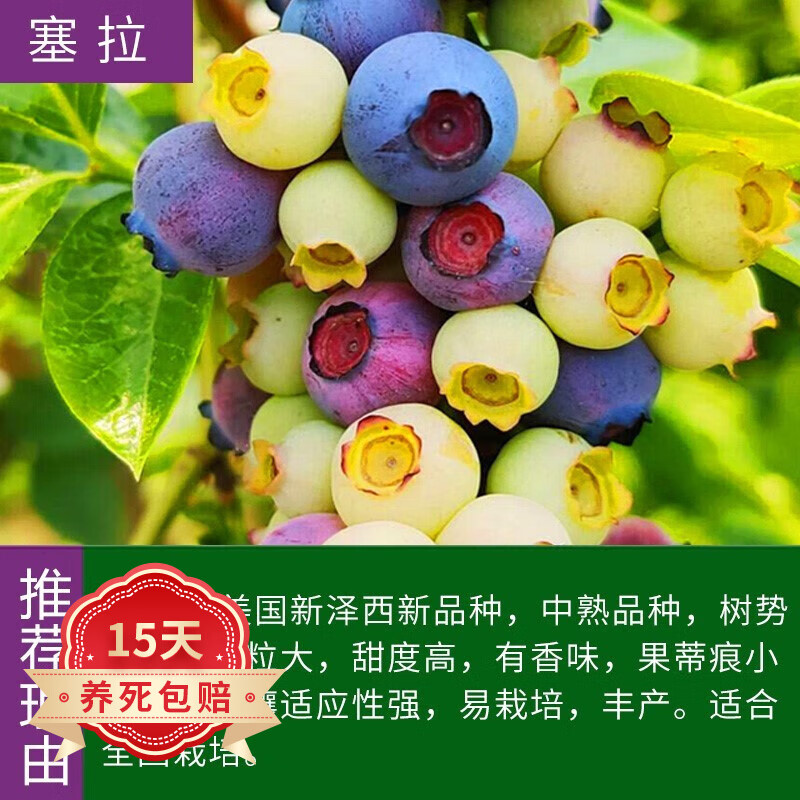 蓝莓树苗四季常青耐寒庭院阳台南北方盆栽地栽果树苗 塞拉4年苗【当年