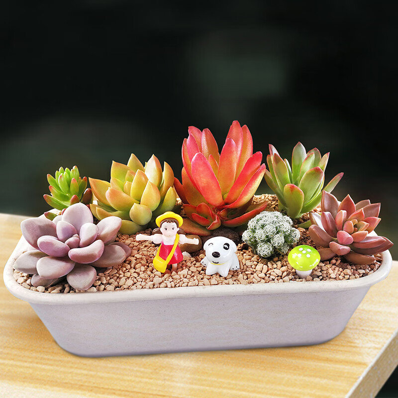 南啵丸雅居多肉植物组合盆栽含盆带土套餐新手diy微景观 拥抱生活 含