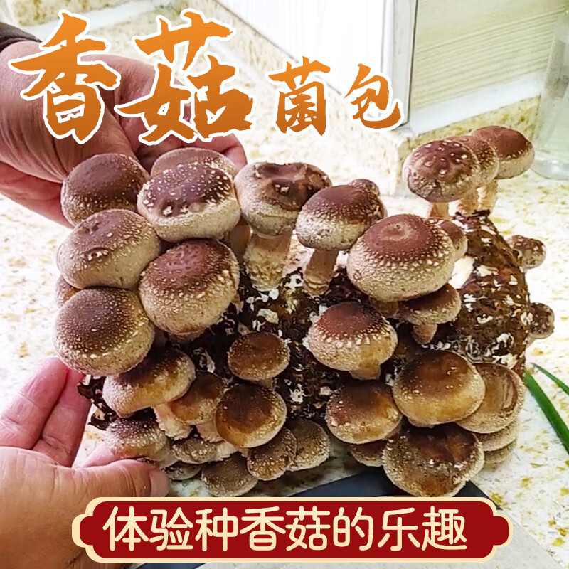 菇婆婆平菇蘑菇種植菌包盆栽食用菌家庭種蘑菇種子趣味好吃食用菌菇菌棒 香菇【出口級(jí)-4袋裝】 袋裝
