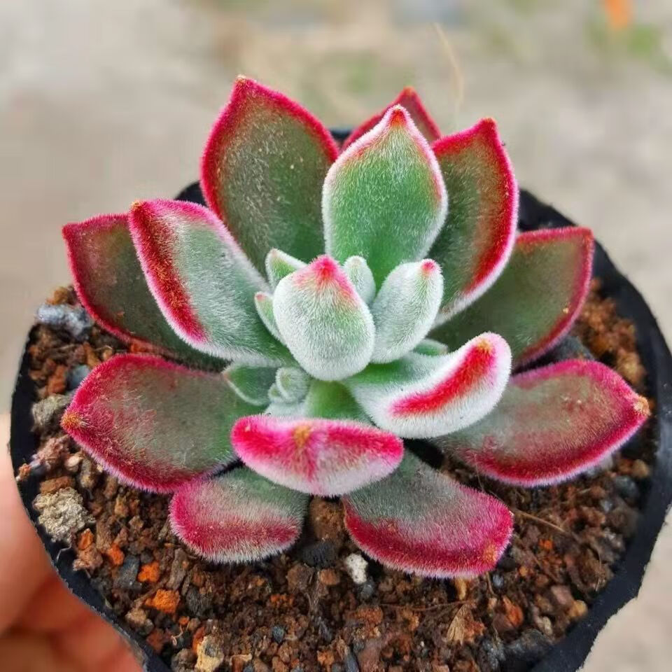 锁季suoji锦晃星老桩 多肉植物 组合盆栽多头群生老桩红兔耳朵小肉肉
