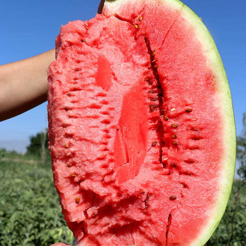 正宗宁夏中卫硒砂瓜当季新鲜水果整箱沙地压砂石缝瓜沙瓤西瓜16斤 18