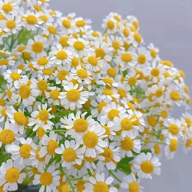 花易宝 Huaeb 品牌报价图片优惠券 花易宝 Huaeb 品牌优惠商品大全 3 虎窝购