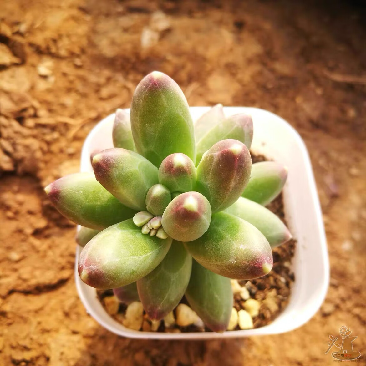 松多肉植物暗纹 钻石纹 阳台桌面盆栽带盆栽好含盆 千代田单头3-4厘米