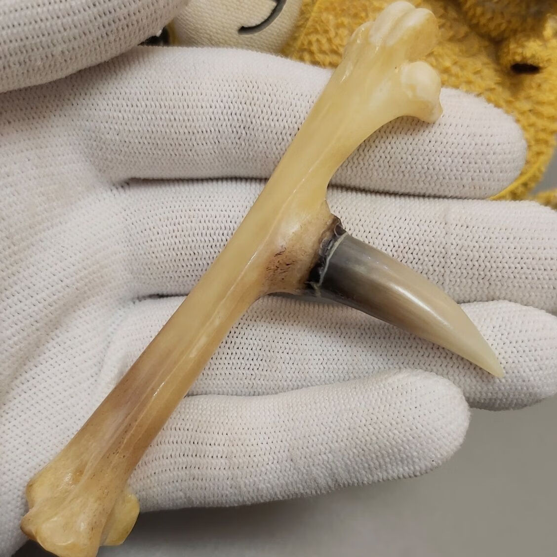 仁聚益鸡爪骨手把件文玩鸡蹬子文玩老公鸡爪骨玩老鸡拐子公鸡脚 玉化