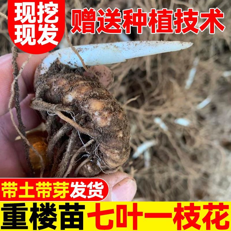名贵中药材重楼种苗活苗四川云南重楼苗种子籽驱蛇七叶一枝花种苗 带种植说明提供技术 2年苗50颗