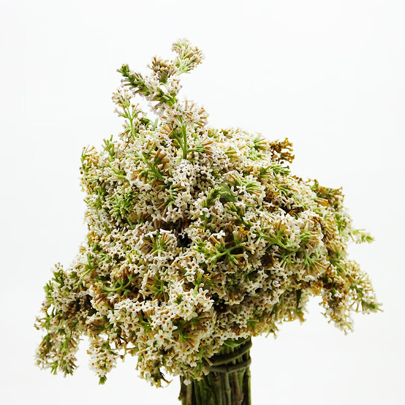 味巴哥贵州黄饭花可做15-20斤/份 黄糯米饭 密蒙花 黄色花迈黄花饭100