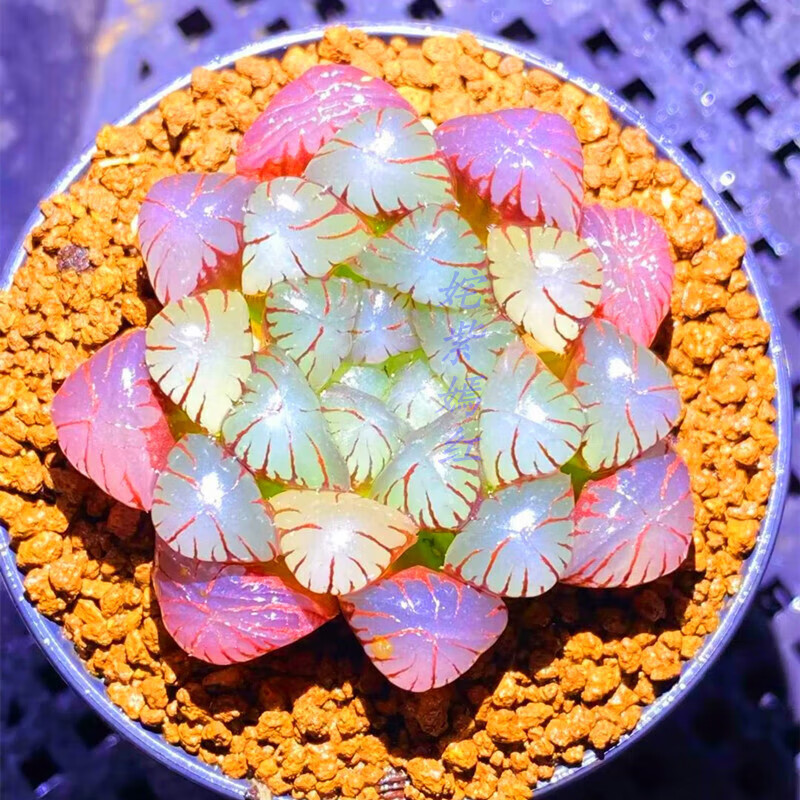 植果缘(fruit border)稀有精品云南多肉植物紫冰晶玉露室内阳台盆栽