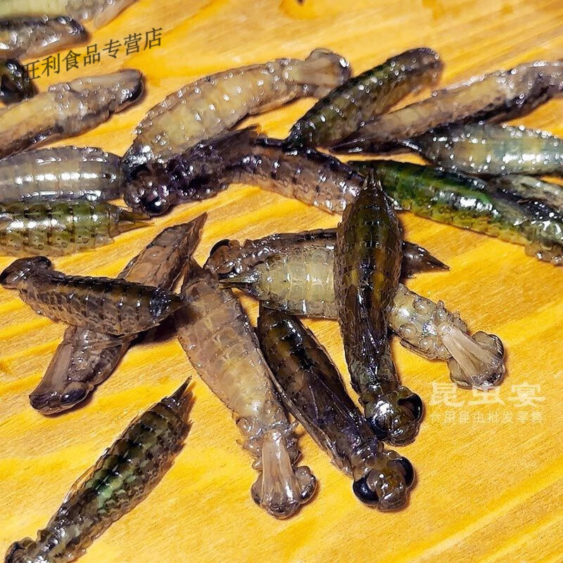 食怀冷冻水青虫水蜻蜓速冻长体水虿幼虫水蝎子马帮菜昆虫食材1件 500