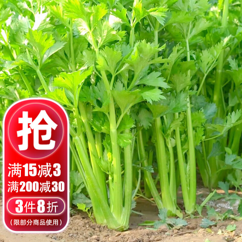 大禹芹菜种子四季小香芹籽黄心野芹西芹水芹菜马家沟山芹春季蔬菜籽