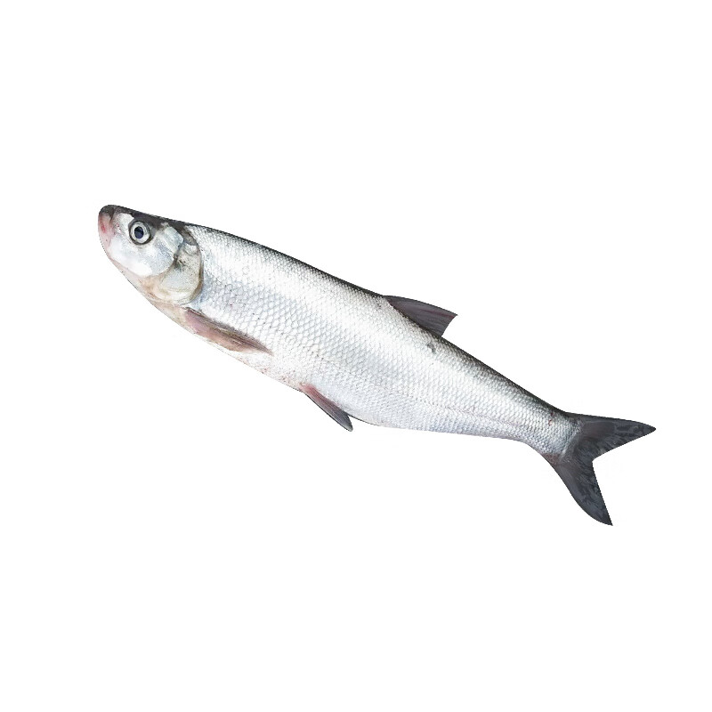 翘嘴鱼大白条苗米级翘嘴红鲌淡水养殖食用翘壳鱼 特大米级翘嘴5-7厘米