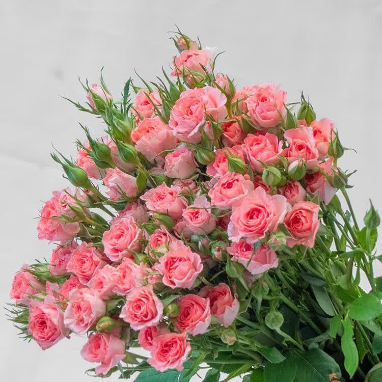 基地直发钻石小玫瑰泡泡芭比水养花束办公室 粉红女郎多头泡泡10枝