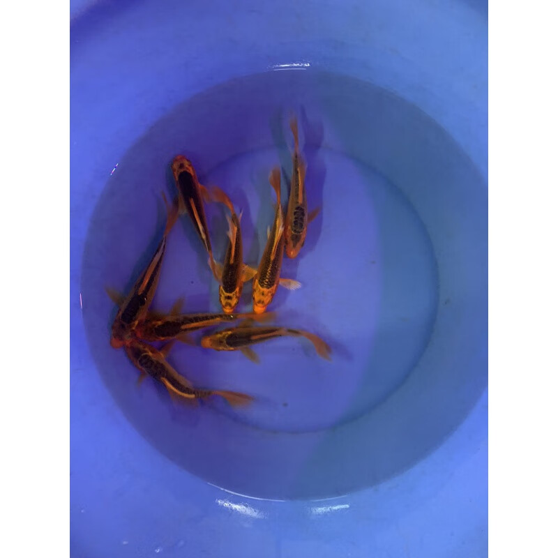 纯种德系火凤凰红松叶龙凤锦鲤鱼苗观赏鱼冷水淡水风水鱼好养 9-12