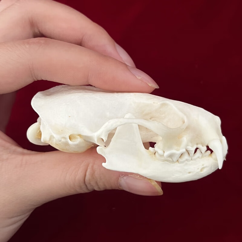 真实动物头骨标本模型收藏品研究摆件礼品漂白礼品摆件 水貂头骨长约
