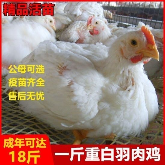 5左右巨型白羽鸡(4公)