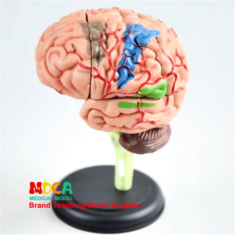 人体脑功能区域色分模型大脑解剖人脑动脉构造脑神经医用教学用具 4d