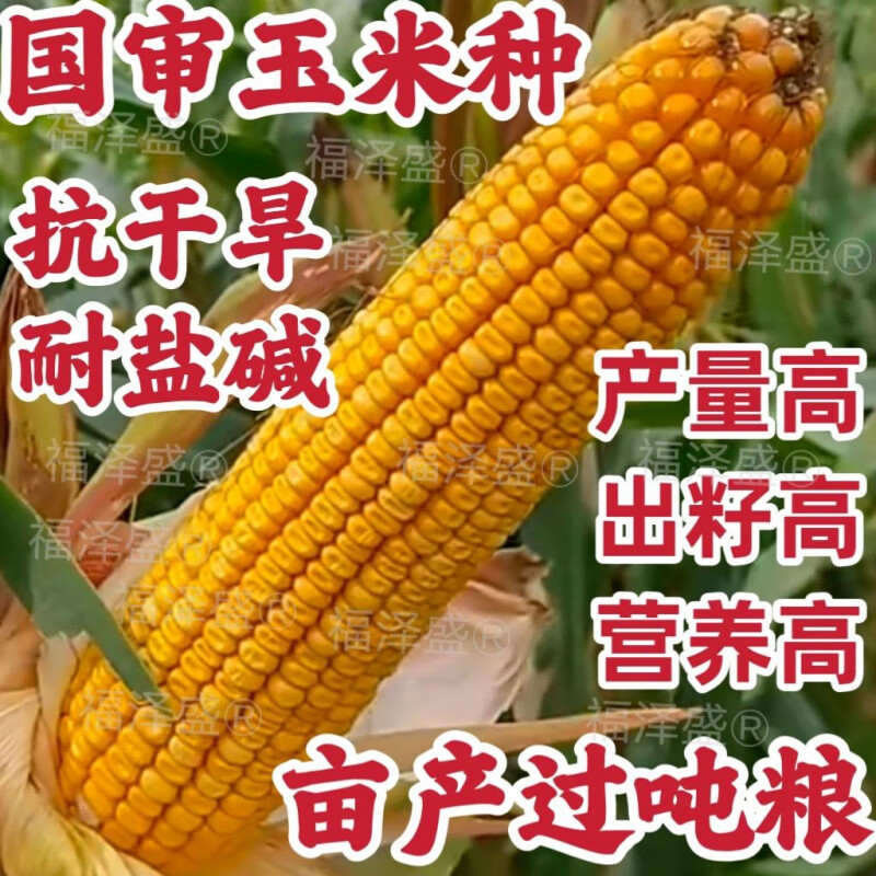 科河699玉米品种简介图片