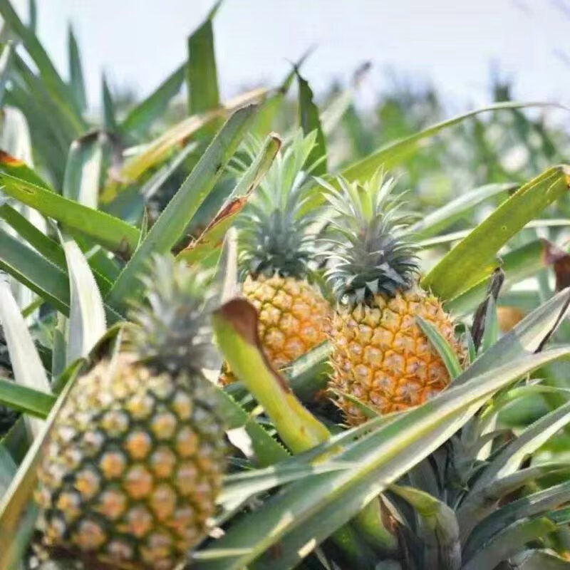 田园东方 ORIENT IDYLL海南凤梨(带叶) 应季时令水果非纯甜(表皮变黄再食用)带箱 5斤金钻凤梨小果净重4.5斤 3-5只